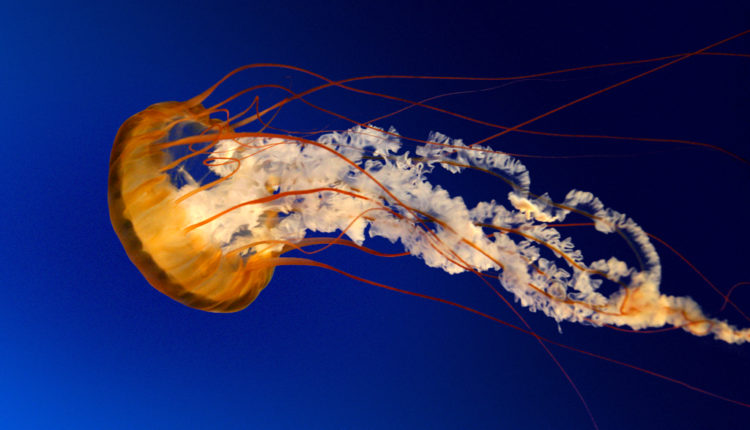 Jellyfish