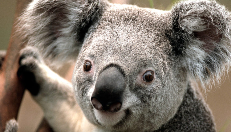 Koala