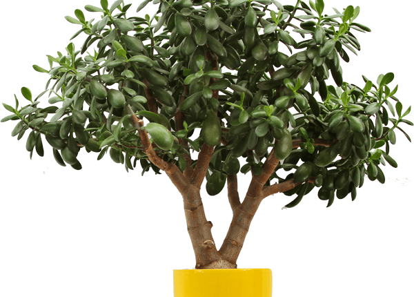 lemon-tree.png